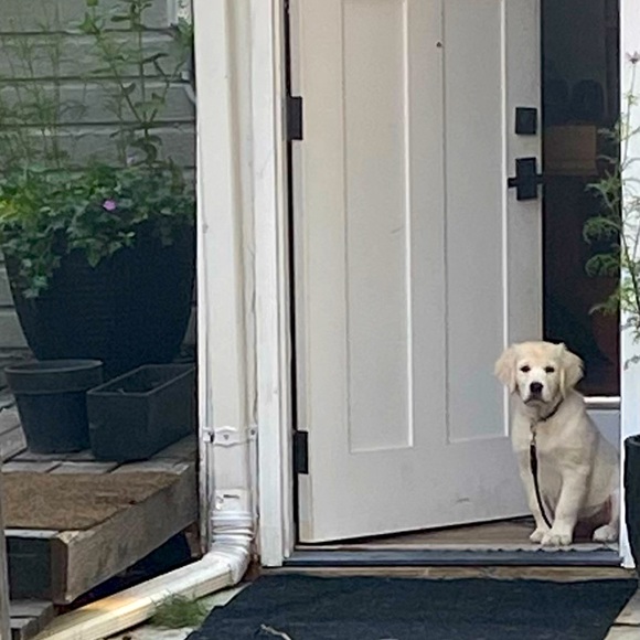 Meet your Posher, Mara - Picture 1 of 1